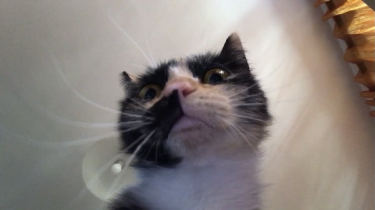 beapegasus's tweet photo. Manchi após 1 mês cá em casa: ela é tão diabólica e fofa e totó e engraçada (amo-a) https://t.co/ZsmdpCCyDF