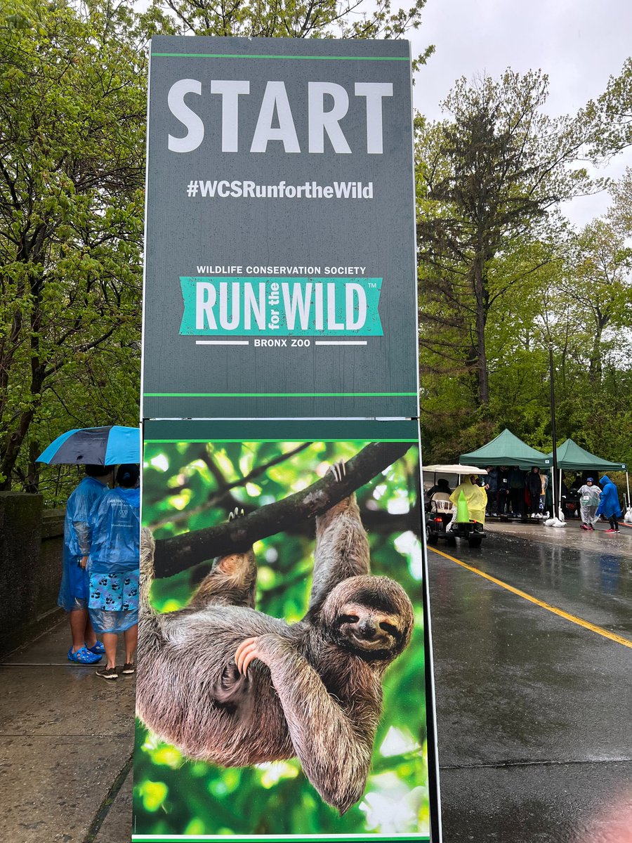 TheWCS's tweet photo. Today is our 15th #WCSRunForTheWild at the @BronxZoo and our first with rain. Nothing stops these great folks running and walking for wildlife though. Thanks to all who have come out. https://t.co/venY9d6Tkz