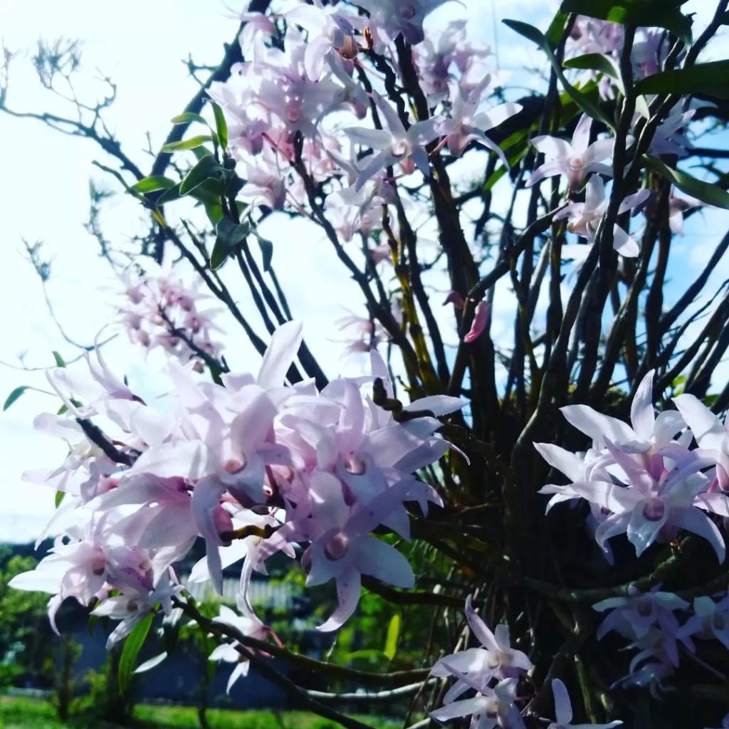 yururinosuke's tweet photo. 庭のランも咲き始めた

 #蘭 #ラン #orchid #田舎 #田舎生活 #田舎暮らし #自然 #庭 #ガーデニング #園芸 #畑 #植物 #植物のある生活 #季節の植物 #農家 #農業 https://t.co/NszWsyYqRe