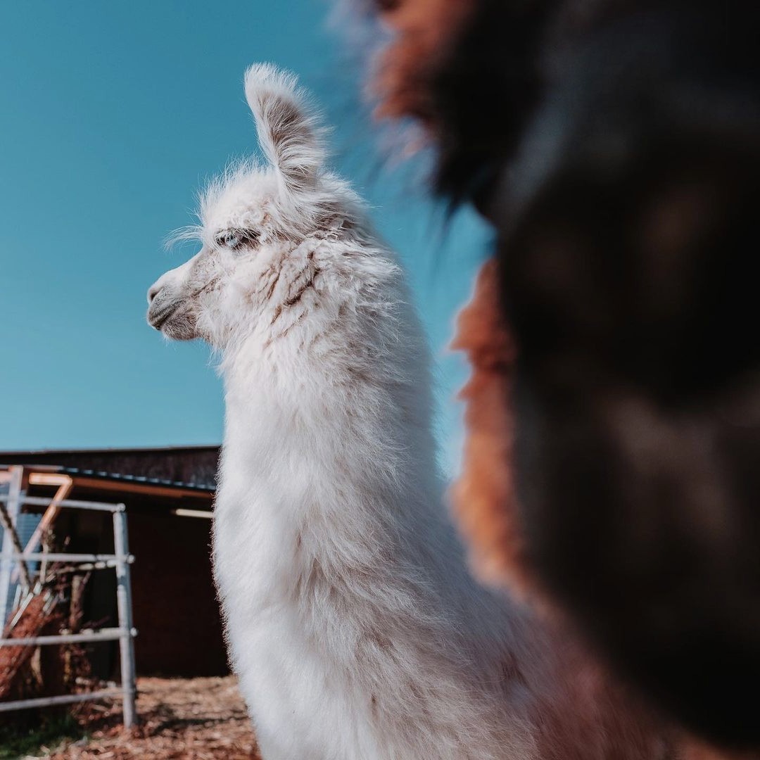 Rocco_Perante's tweet photo. GM GM GM from the sweetest llamas 🦙🇨🇭 https://t.co/PgJU83eLCX