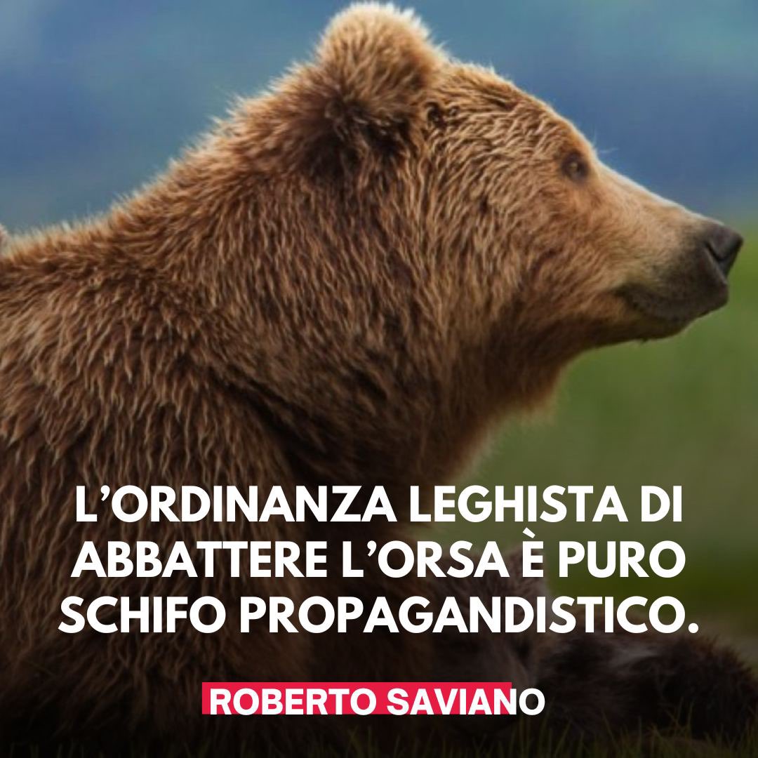 Firmando una nuova ordinanza di abbattimento dell’#orsa #JJ4, il leghista Fugatti fa solo propaganda. Cerca di spostare la sua cattiva gestione dei boschi e della fauna dando responsabilità all’animale: incredibile ma vero. Nei giorni in cui l’imprenditore russo Artem Uss, figlio