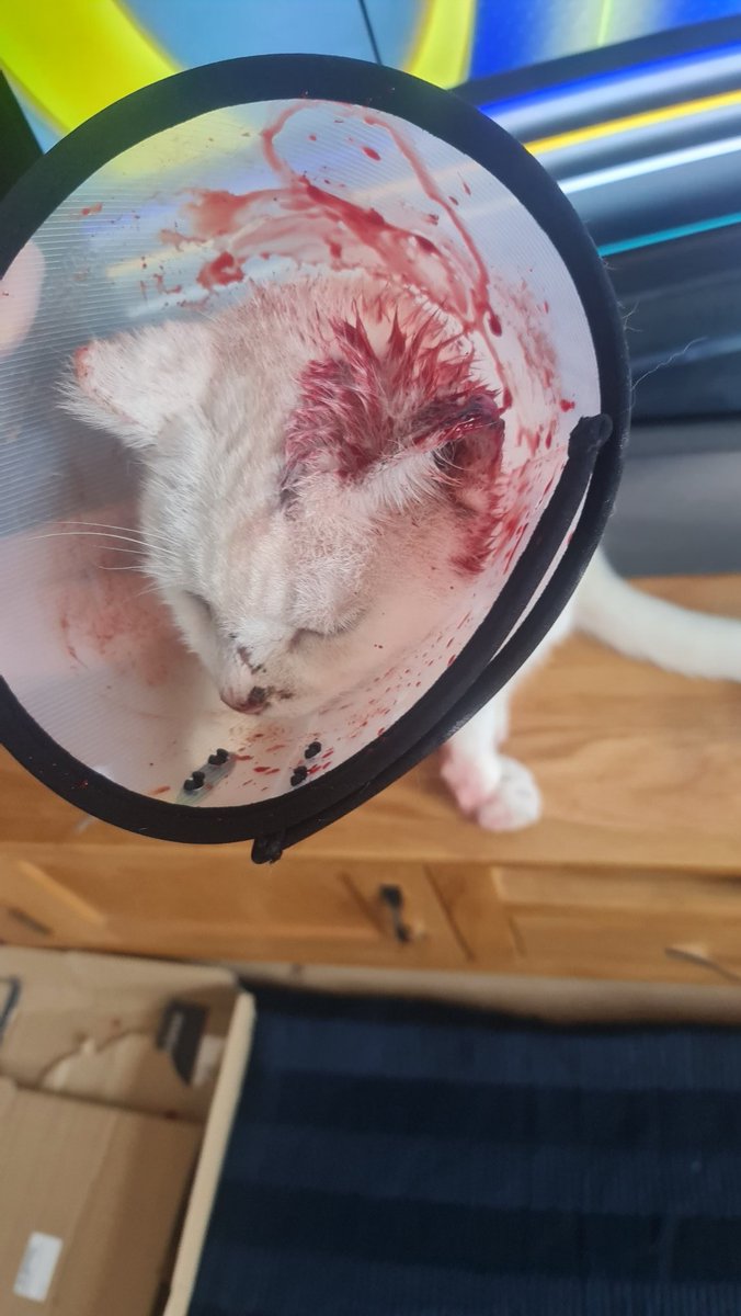 MyloStreet's tweet photo. Waiting to see my doctor ..... again. Not feeling to good after the last fight. 😾😾😾
Apparently blood vessels in my ear have burst. 😾🙀 https://t.co/nj8LYjuI2K