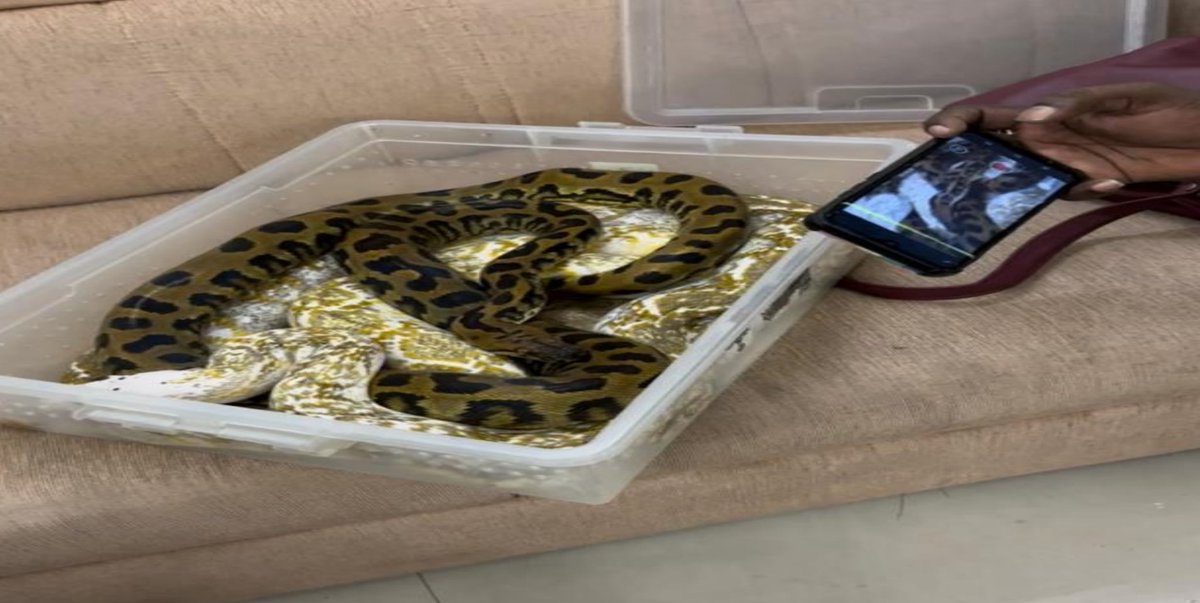 On 28.04.23, a female pax who arrived from Kuala Lumpur by Flight No. AK13 was intercepted by Customs.
On examination of her checked-in baggage, 22 Snakes of various species and a Chameleon were found &amp; seized under the Customs Act, 1962 r/w Wildlife Protection act, 1972