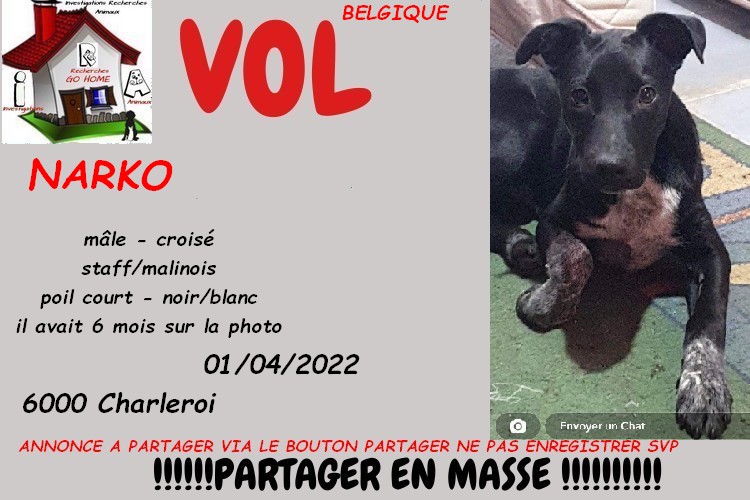 Kate23170's tweet photo. merci de RT pour nous aider a retrouver NARKO volé a Charleroi belgique le 01/04/2022 svp . si infos 0470311718

CONTACT FB : https://t.co/CCLrfwhXWX

ou MP à @Kate23170 https://t.co/25D1pzVQw7