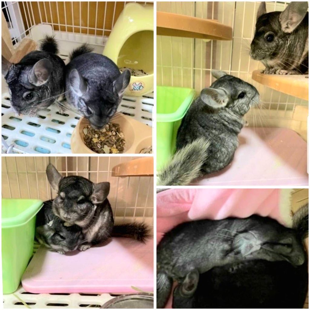 SaveAnimals_com's tweet photo. 2023/04/30に
この可愛いくて可哀想な
チンチラちゃん2匹の
保護に向かいます❗️

人間の勝手な都合や
悪徳ブリーダーの利益目的で
実質捨てられた可哀想な
動物たちの保護や
ケアは当たり前です！

#チンチラ
#悪徳ブリーダー

PayPayでのご支援や寄付
ID kingkazu7777 https://t.co/lU5JQmHofP