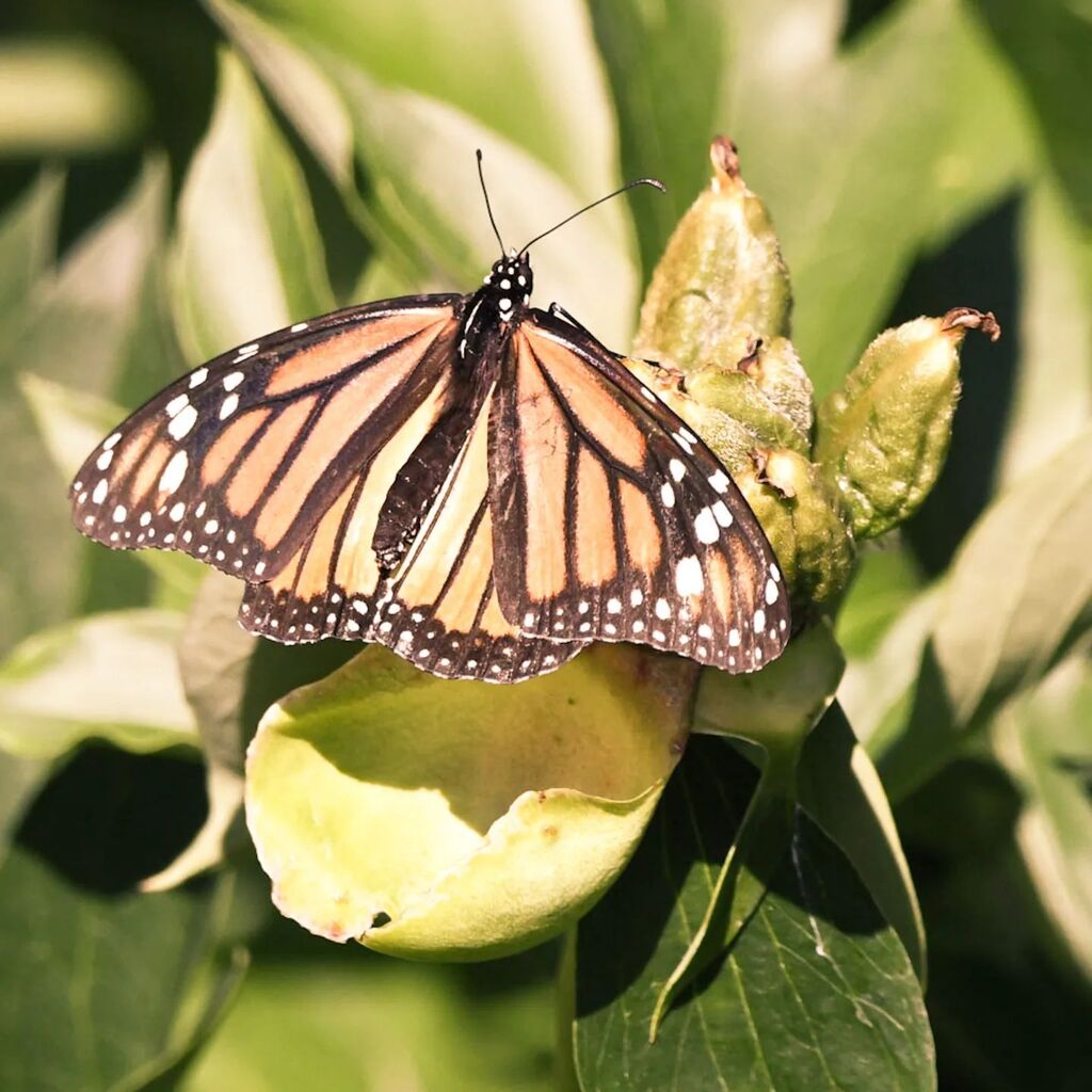 gttavisions's tweet photo. The weather here is miserable today, but consider this your reminder that spring - and with it, the Monarch Butterfly migration - is almost upon us in earnest.
.
.
.
#butterfly #butterflies #butterfliesofinstagram #butterflyphotography #butterfliesofonta… https://t.co/UE6xWL5vKP https://t.co/KFka41n46h