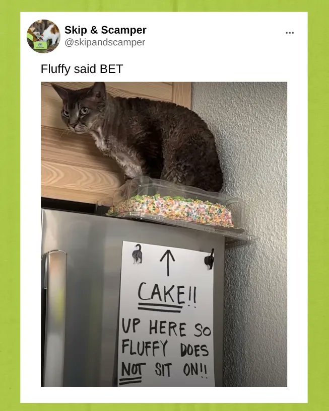 SkipandScamper's tweet photo. Proof that cats can actually read. 

#cakes #cats #catmemes #funnycats https://t.co/Gcq3C2f9Ll