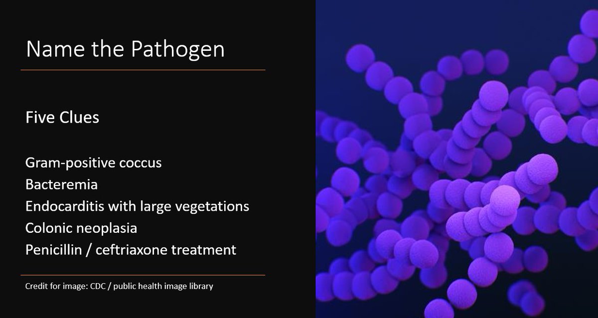 Weekend Digest

Name the Pathogen

Five Clues:
1. Gram-positive coccus
2. Bacteremia
3. Endocarditis with large destructive vegetation
4. Colonic neoplasia
5. Penicillin / ceftriaxone treatment