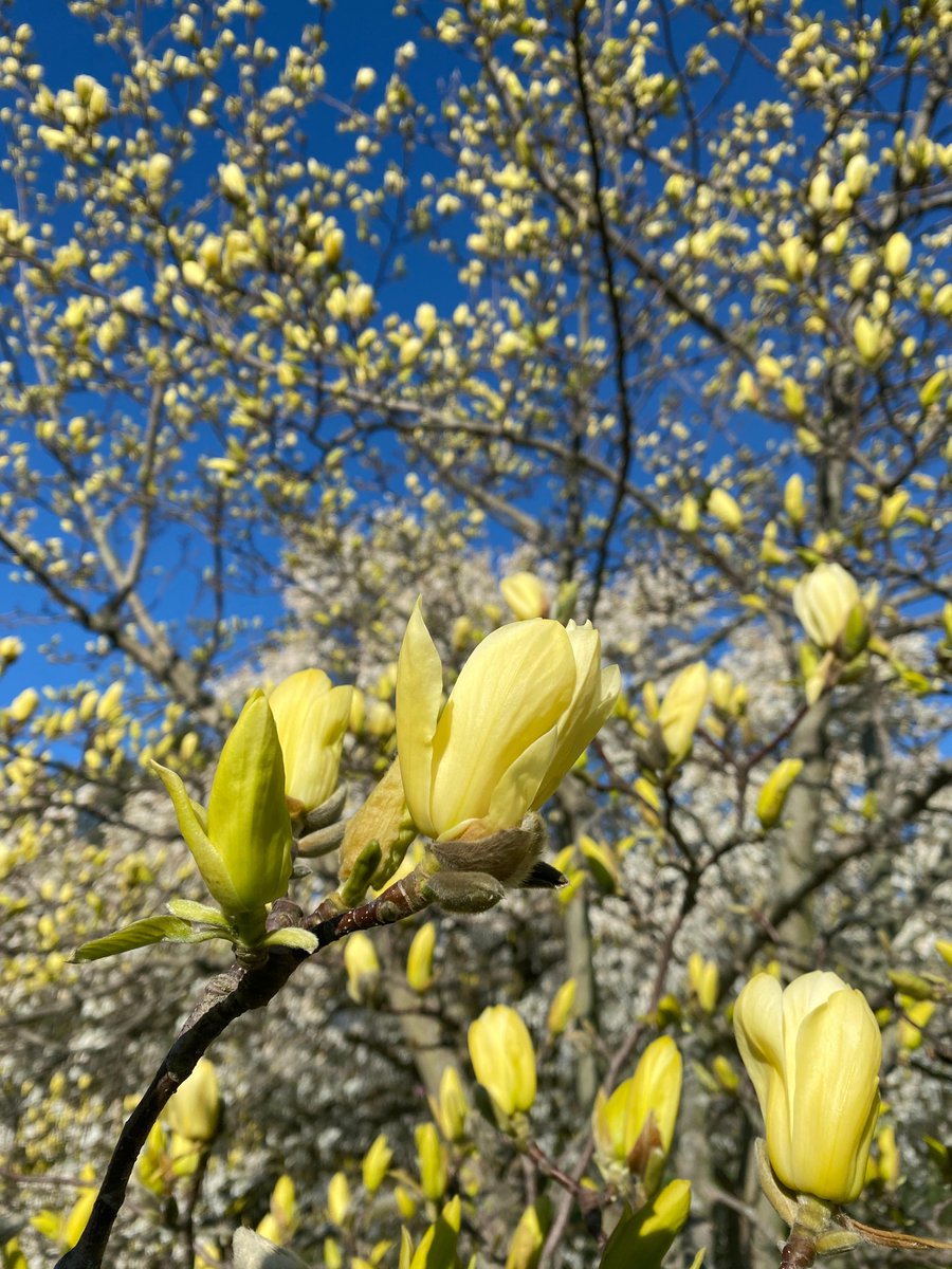 RBGCanada's tweet photo. Look out for Magnolia ‘Butterflies’ and Magnolia × brooklynensis ‘Yellow Bird’ to see these spectacular magnolias in shades of yellow. Have you seen yellow magnolias before? 

📍 RBG Arboretum
https://t.co/1pg9MpeZK4 https://t.co/Fv4V9KJHFg