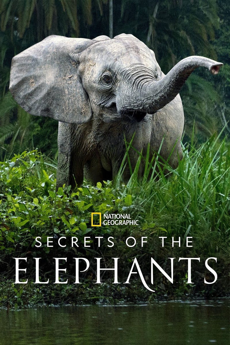 If you love elephants catch the new four-part National Geographic documentary ’Secret of the Elephants’, streaming on Disney+ . ow.ly/WNXe50NZAVJ
<a href="/StephSpyro/">Steph Spyro</a>  <a href="/_AnimalAdvocate/">ANIMAL ADVOCATE  Ⓥ</a>  <a href="/BellaLack/">Bella Lack</a>