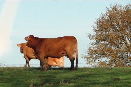 ChambagriPdL's tweet image. [Publication] Retrouvez les dernières références sur les systèmes d’élevages #viande bovine avec #Inosys - Réseaux d'élevage. Des repères technico-économiques comme des objectifs à atteindre dans une démarche d'optimisation. @MickTrichet @CedricMandin👉 bit.ly/41DSmiv