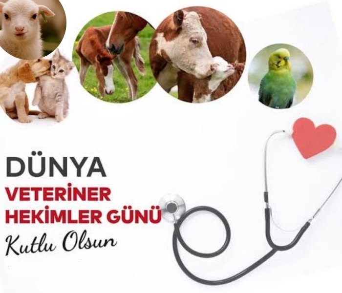 Tuncer Tufan Atacar tweet media