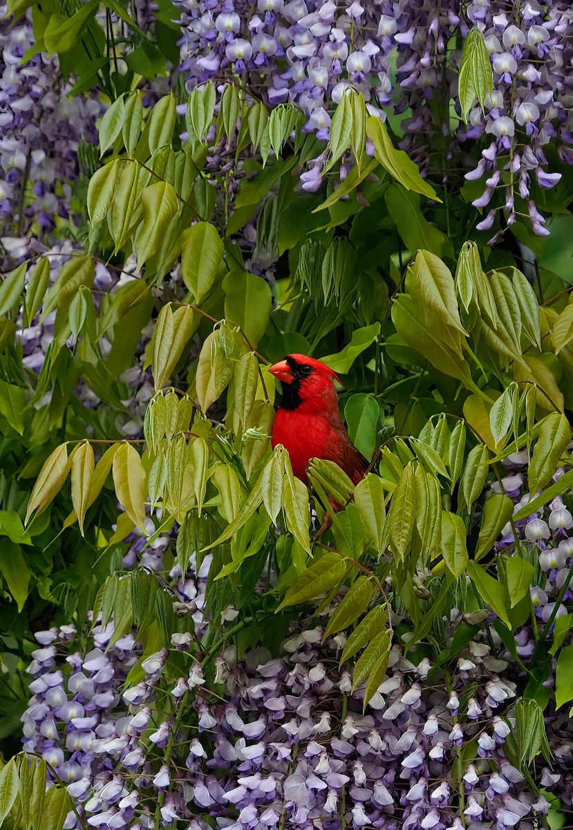 A Northern Cardinal in Central Park's Conservatory Garden. Happy Saturday!❤️💜❤️#birdcpp #NorthernCardinal