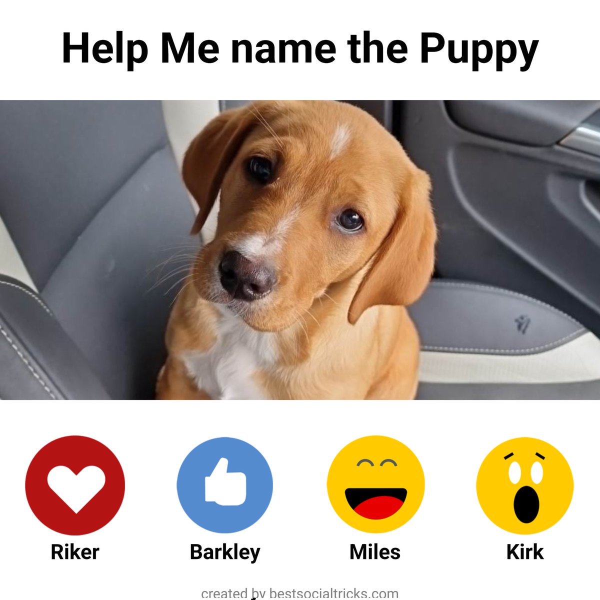 TrekkiesGuide's tweet photo. @jonathansfrakes @WilliamShatner care to weigh in on your thoughts for the new trekkie guide puppy? https://t.co/lExiQVjkNT