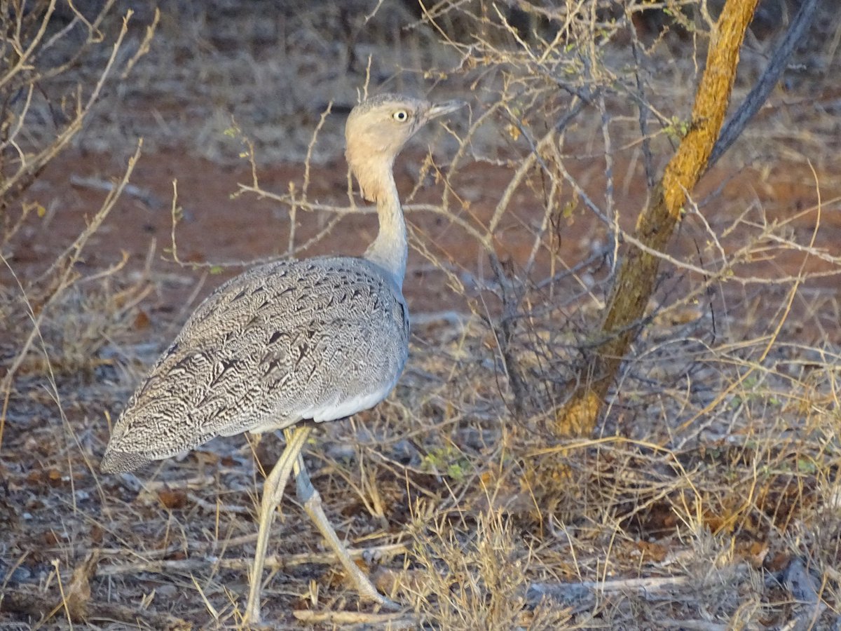 Buff-Crested Bustard. 
#Bustardbird #Birdsseenin2023 #birding #birdsofGarissa #birdsofnortheasternkenya #birdshot @birdingtherapy @birdnames_en @BirdsKenya @GlobalBirdfair @ABA @Birding_kenya