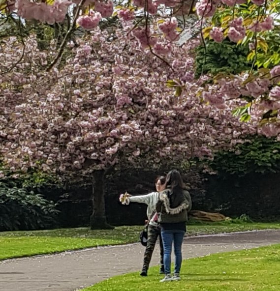 SecateursThe's tweet photo. People celebrating #hanami in Victoria Park, Stretford, Gtr Mcr.
#BlossomWatch @FOVPStretford  @NT_TheNorth https://t.co/pLyywu66DG