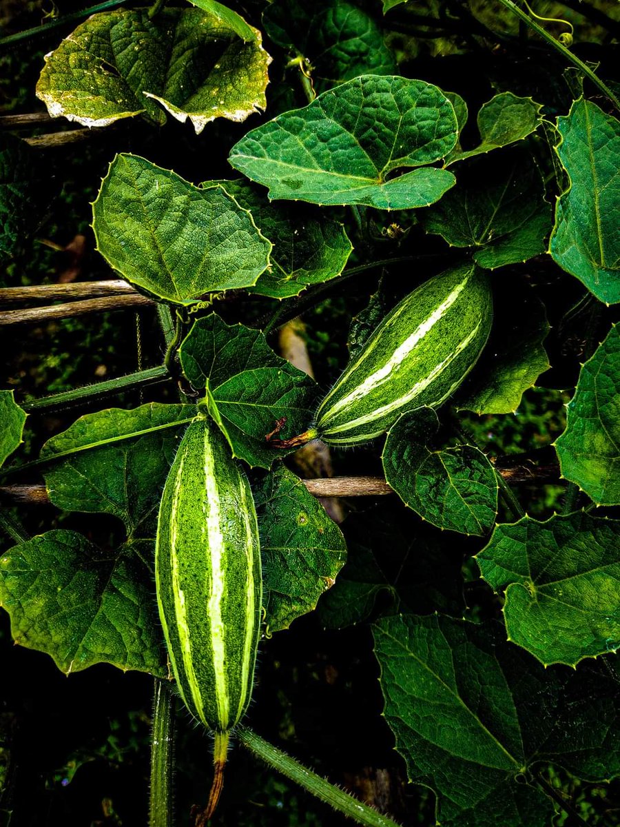 iamamirrkhan's tweet photo. #gourd #potol
#photography #photooftheday https://t.co/4EvSFBQ04p