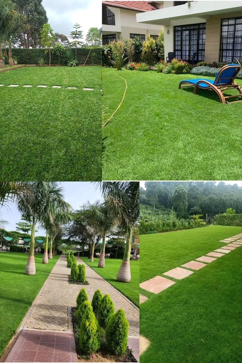 Daudkenya's tweet photo. @ahmednasirlaw Another series of rain is had started, have you planted your lawn?this is good time to plant grass trees in your lawn,we have both  arabica&amp;,pemba at 1400 50kg sack, we also offer planting services at a small fee within Nairobi, call us on 0715656524 https://t.co/BYrhdwnpQa