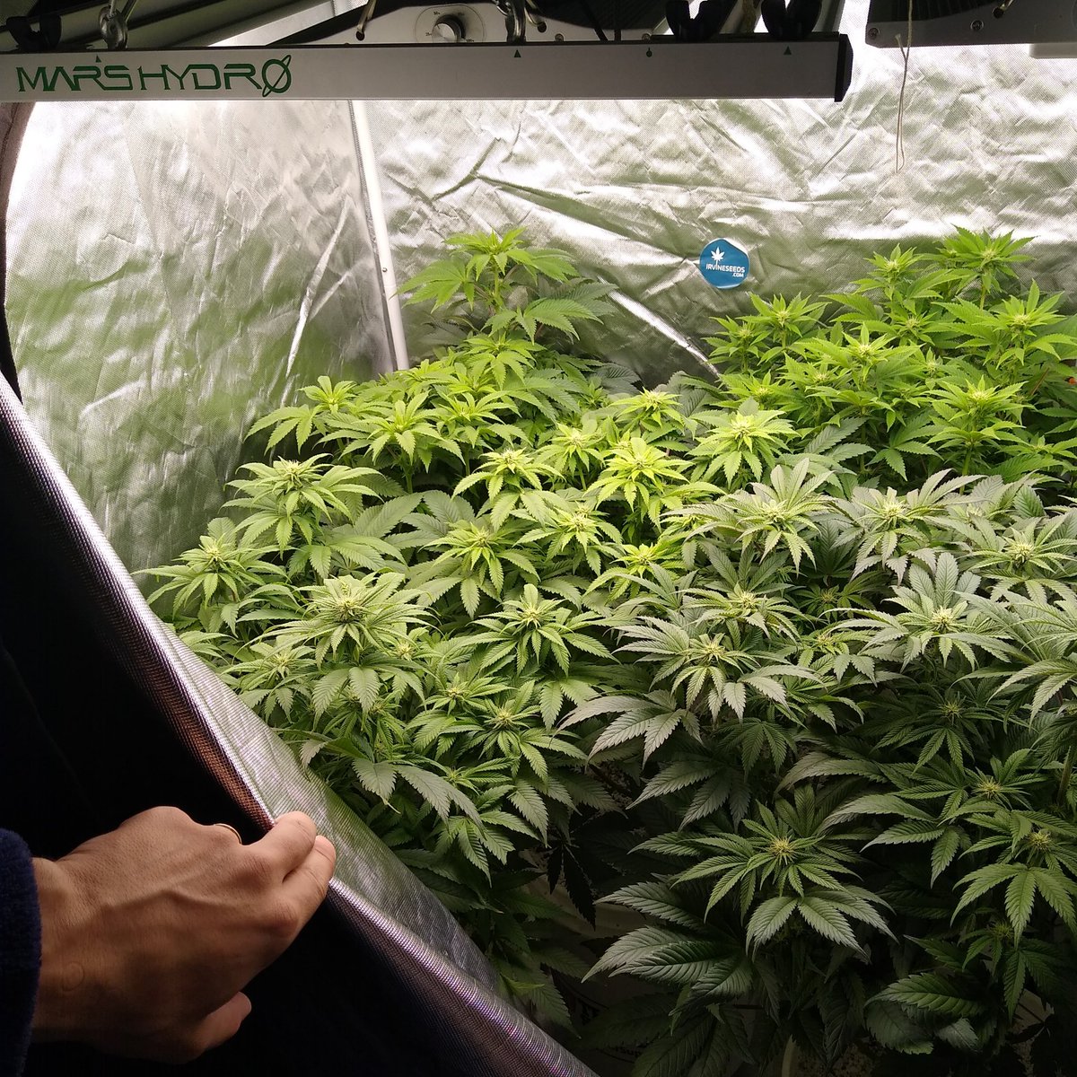 417Grown's tweet photo. A peak inside the 3x3 at week 3
Grown with @lotusnutrients 
#cannabisindustry #CannabisCommunity #420community #420friendly #homegrown #hightimes https://t.co/SCiHozcSUC
