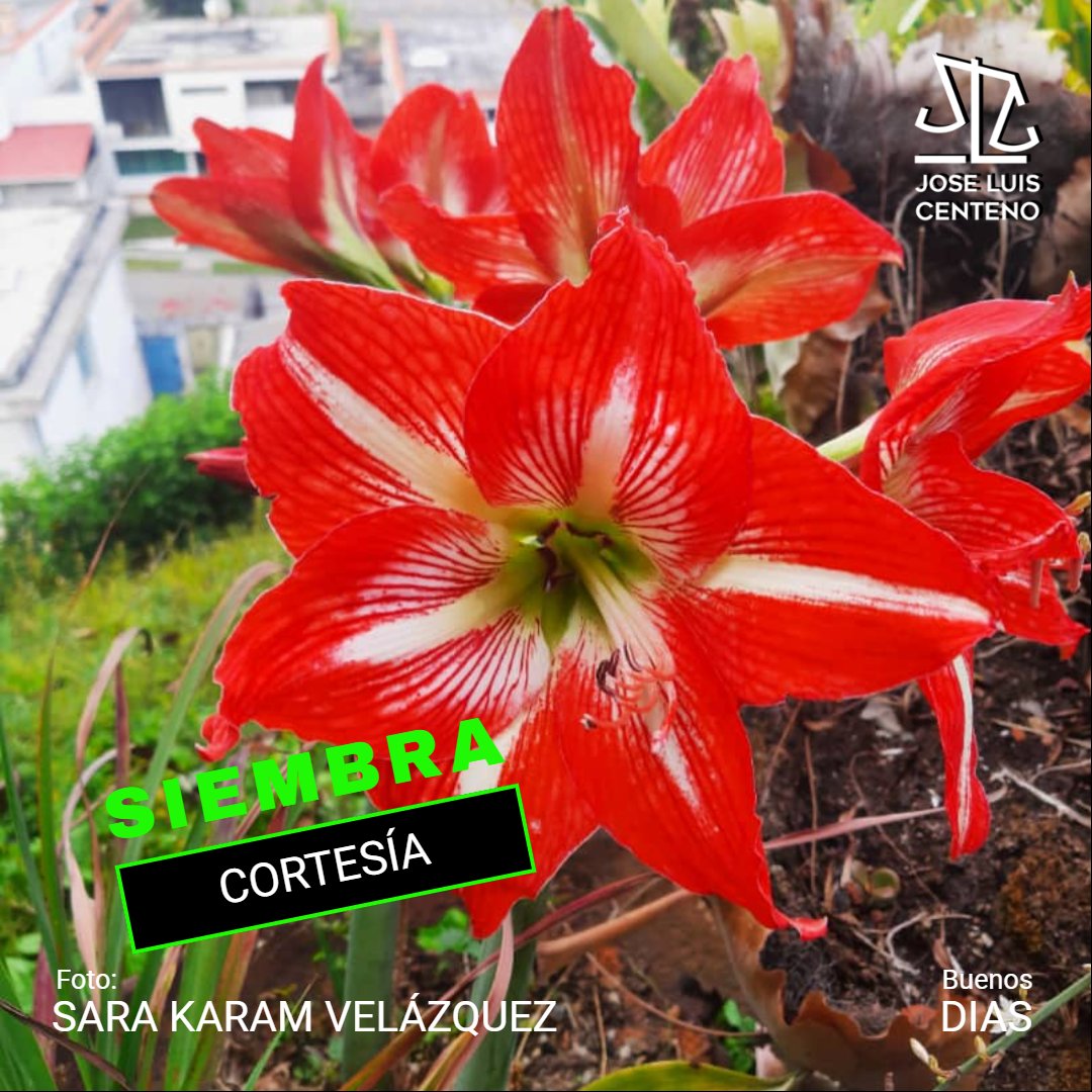 jolcesal's tweet photo. #floresfeyesperanza
#29Apr https://t.co/dsb450XTmj