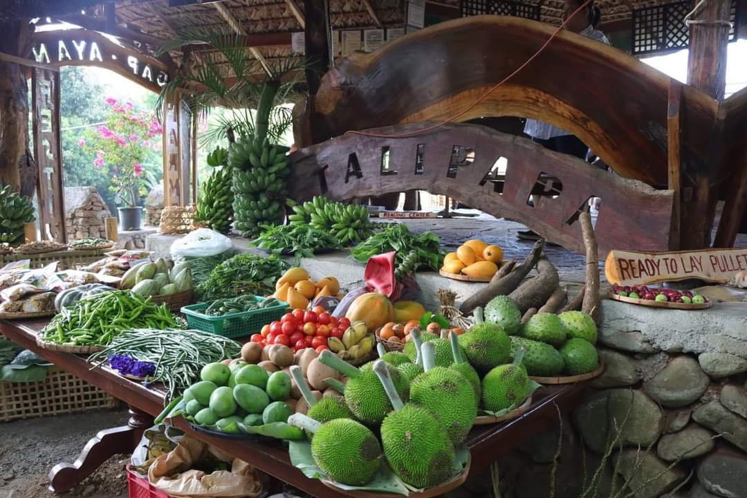 Philippine News Agency on Twitter "LOOK Farmers in Batac City, Ilocos