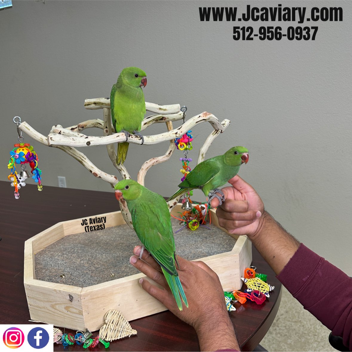 JC_Aviary's tweet photo. Green Indian Ringnecks babies 🐣🥰 https://t.co/0QuUXuCzkm