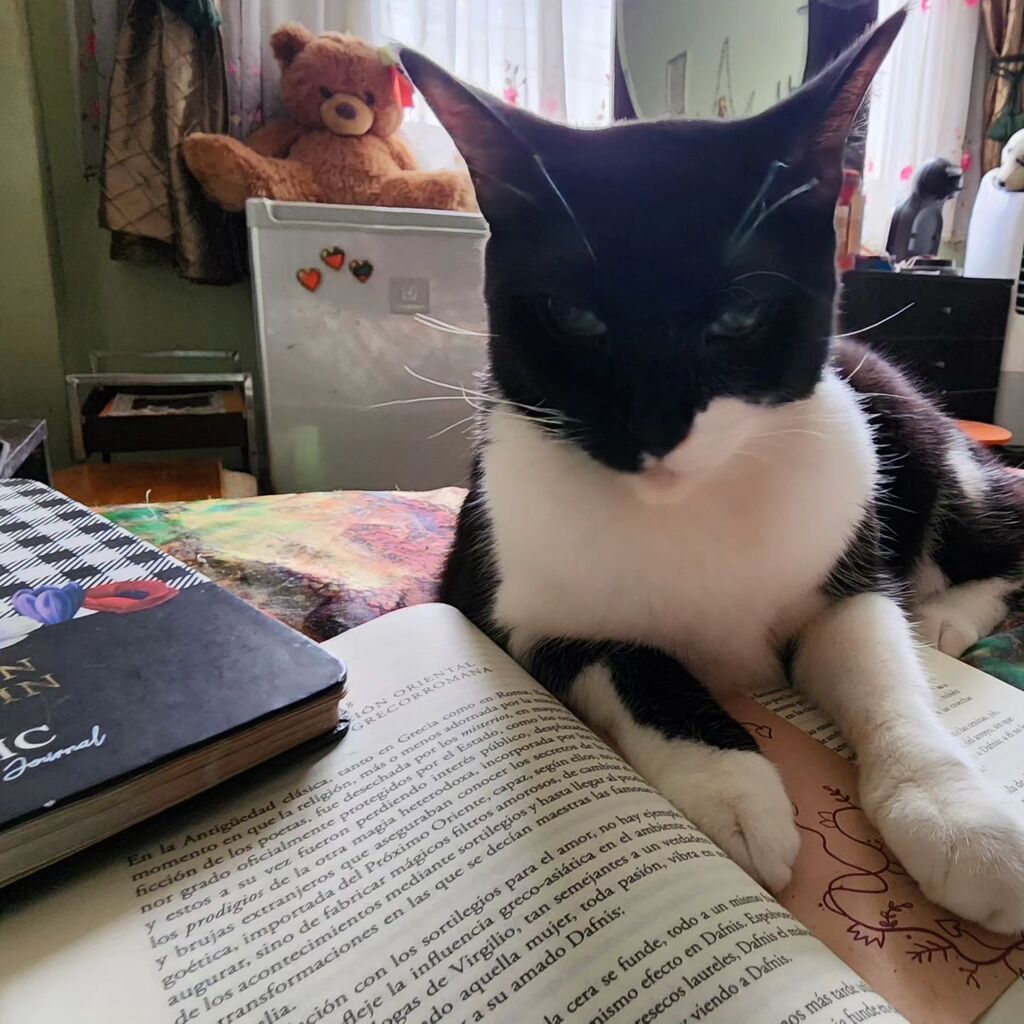 Leyendo con Suri
.
.
.
#cattitude #catstagram #cats #catsofinstagram #cat #tuxedocat #tuxedocatsofinstagram #blackandwhitecats #blackandwhitecatsofinstagram #cutecats #gatos #gatosblancoynegro #gato #gatoslindos #gatitud #gatosblancoynegrodeinstagram #ga… instagr.am/p/Crn4OPmLzU6/