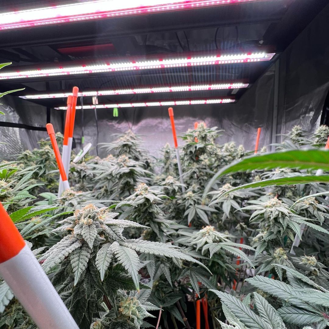 photontek's tweet image. Chunkier and frostier, the finest collection from @bluecheesedreamin under the X465w Pro Led.

🏷️
#photontek #420 #ledindoor #indoorgrow #discount #indoorfarming #growlights #horticultural #indoorplants #ledgrowlights #flowergarden #greenhouse