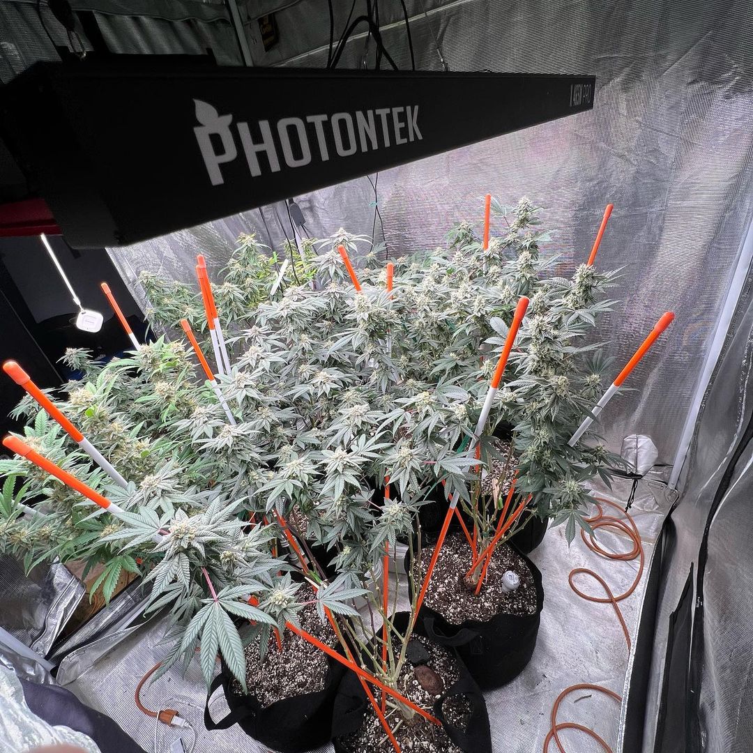photontek's tweet image. Chunkier and frostier, the finest collection from @bluecheesedreamin under the X465w Pro Led.

🏷️
#photontek #420 #ledindoor #indoorgrow #discount #indoorfarming #growlights #horticultural #indoorplants #ledgrowlights #flowergarden #greenhouse