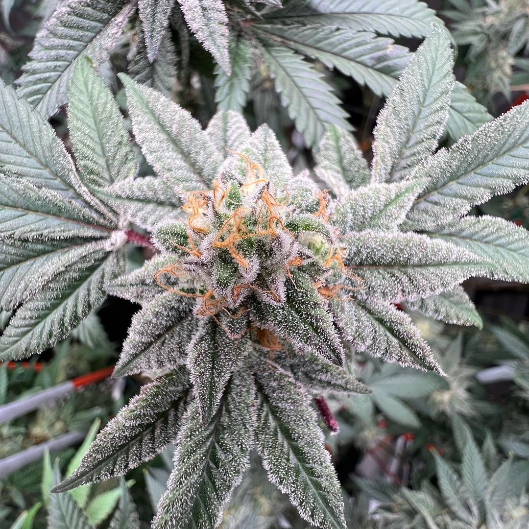 photontek's tweet image. Chunkier and frostier, the finest collection from @bluecheesedreamin under the X465w Pro Led.

🏷️
#photontek #420 #ledindoor #indoorgrow #discount #indoorfarming #growlights #horticultural #indoorplants #ledgrowlights #flowergarden #greenhouse