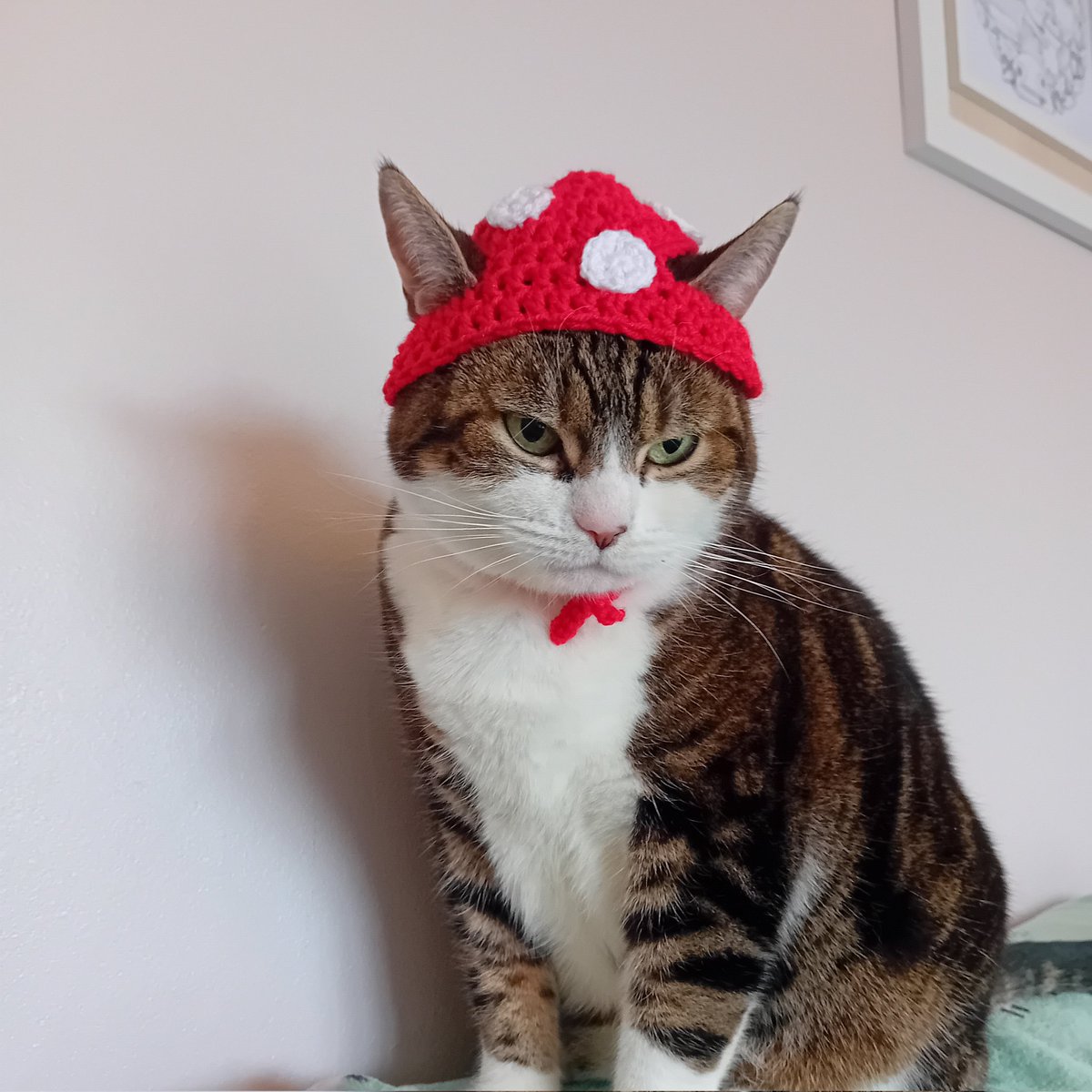 cat with a hat