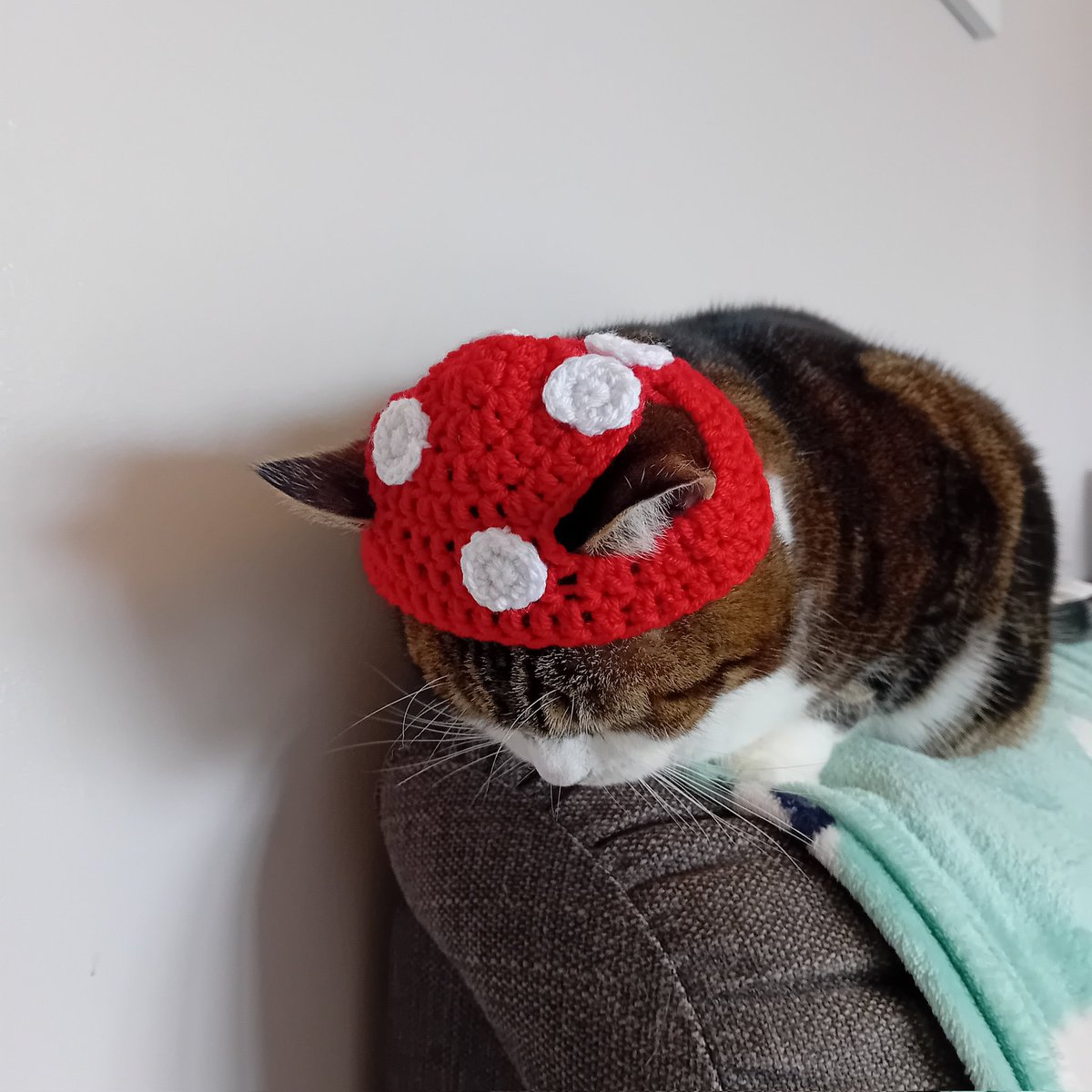 The Ancient Spirit on Twitter "RT CathCrochets Mushroom Cat Hat 🍄🐱"