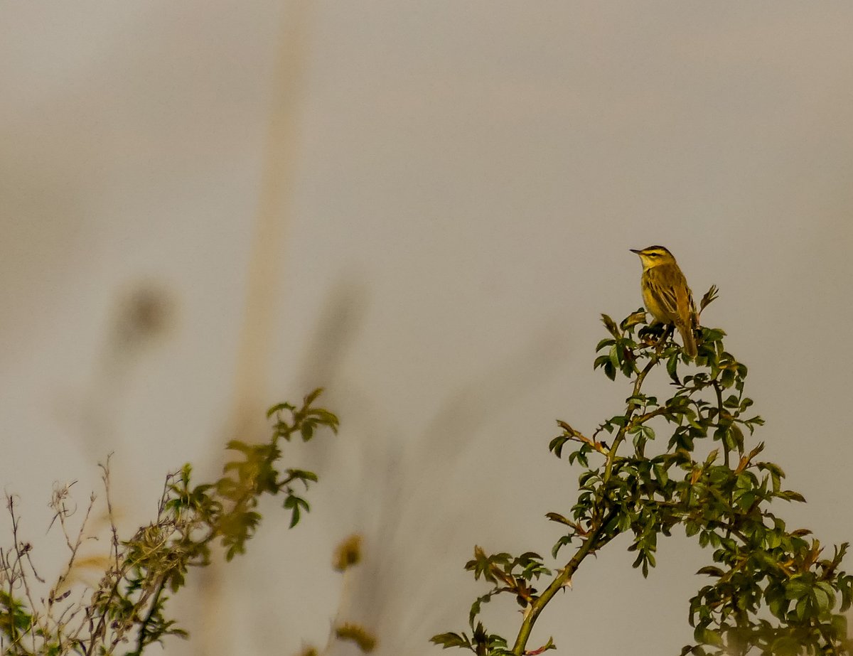 Steve Robinson tweet media