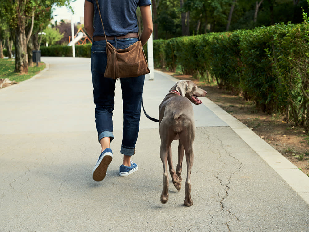 Leash training your dog can make walks more enjoyable for both of you. Start with short walks and use positive reinforcement. #leashtraining #dogwalking #positivereinforcement #dogbehavior #trainingtips