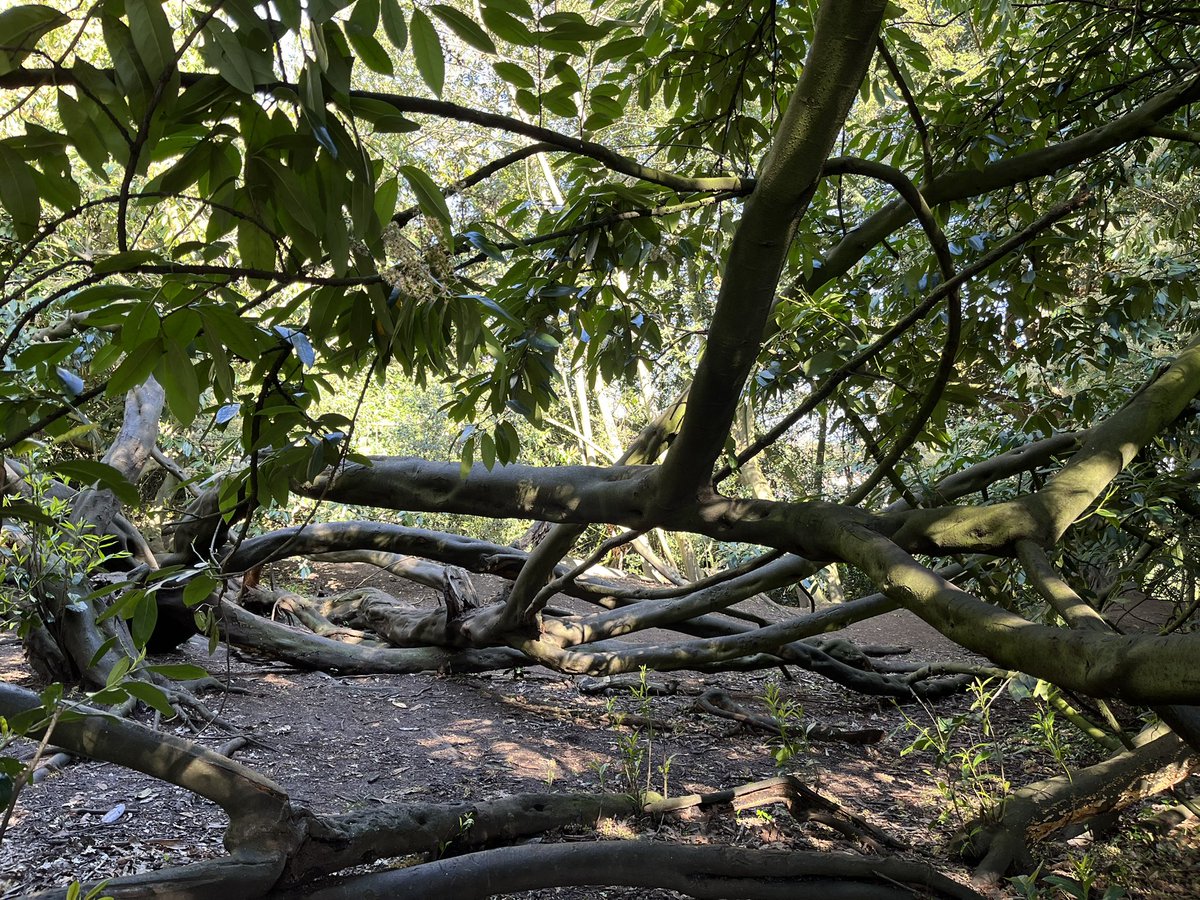 Sun-beer tattoo
Blossom tunnel in the woods
Quails eggs by the teddy bears house
And a hidden tropical spot of twisted branches perfect for a den
#OxleasWood #Eltham