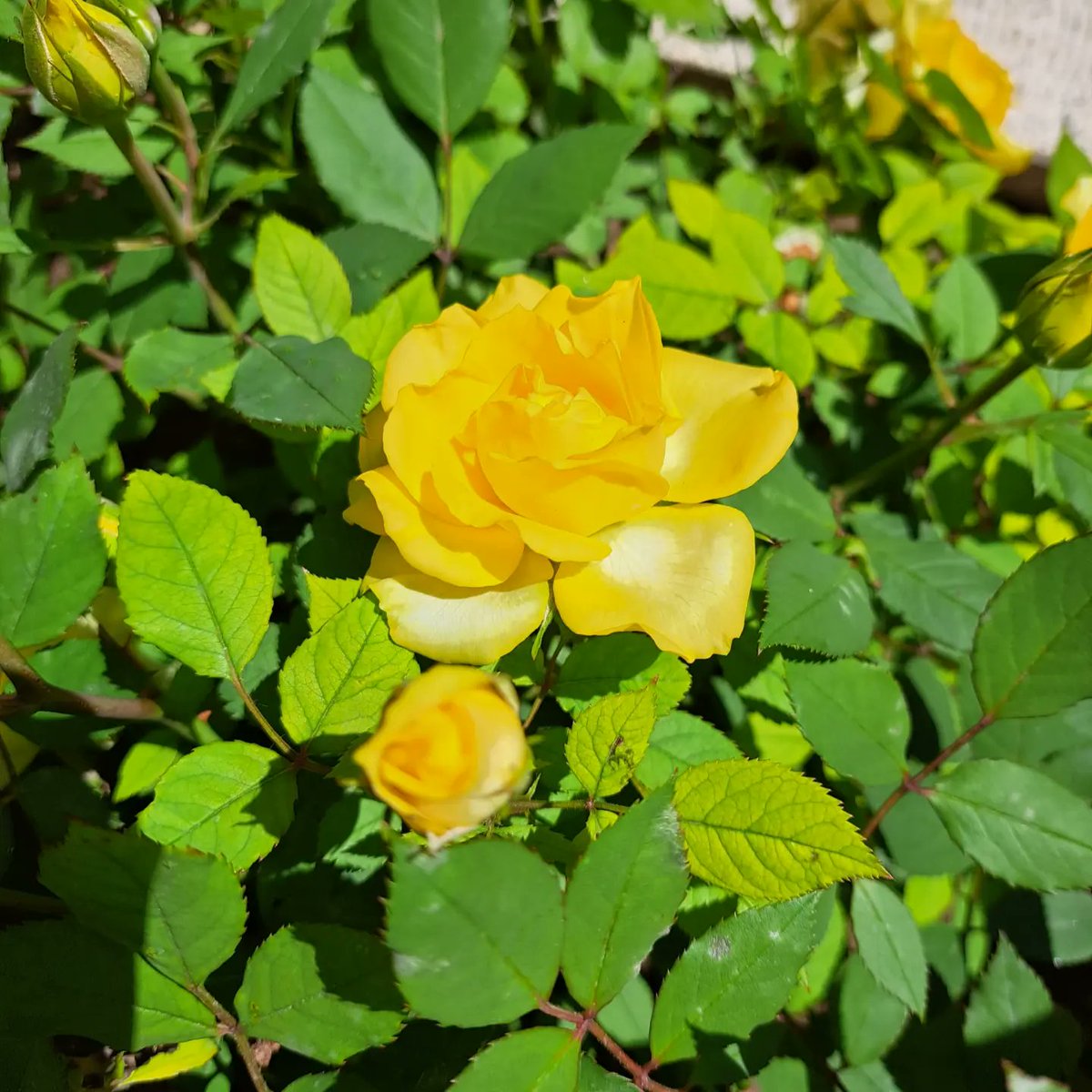 This morning I took a picture of the flowers in my garden. Their color and freshness give people positive energy. 
#Saturdaylive 
🩷💛🩷💛🩷💛🩷💛