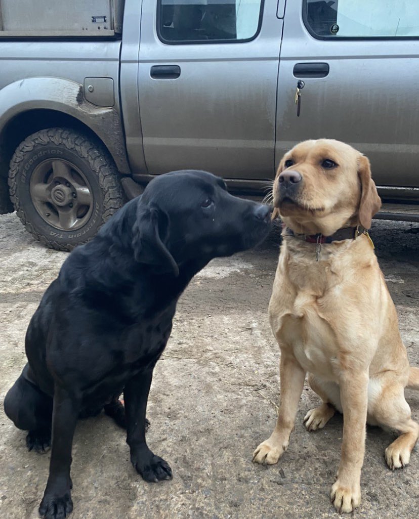 emkingston92's tweet photo. @Hurdlebrook Dilys will miss her daily visit from/to see her mum 😔❤️ https://t.co/5UgaWYBeyY