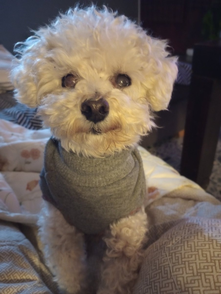 Marcelito saluda a todas las mascotas de Twitter, y les desea un #FelizDiaDelAnimal ♥️
