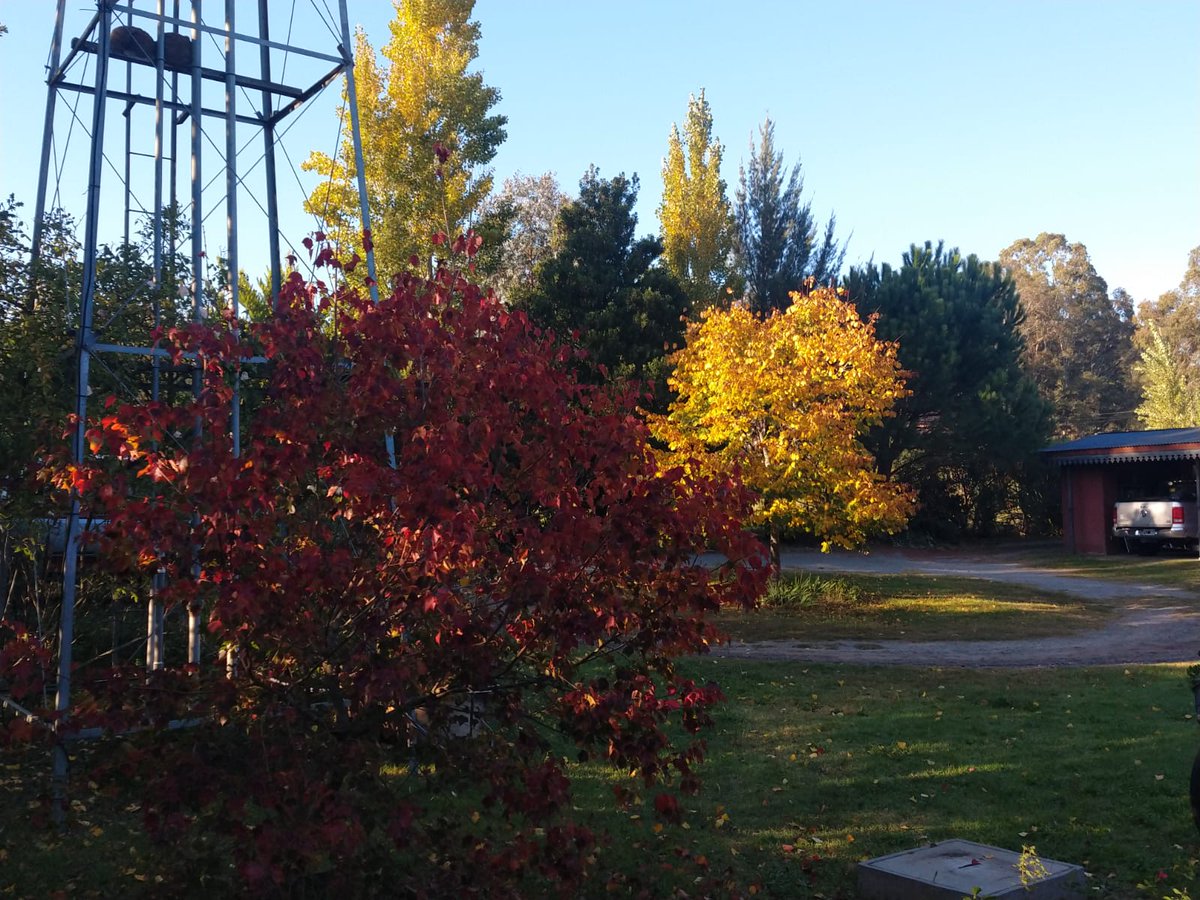 vientonortesa's tweet photo. No seremos #Traful, ni #ElMaiten, pero tenemos nuestros colores también ehhhhh !
#OtoñoEnLaSerrana
#Tandil https://t.co/qqmaLeR33e