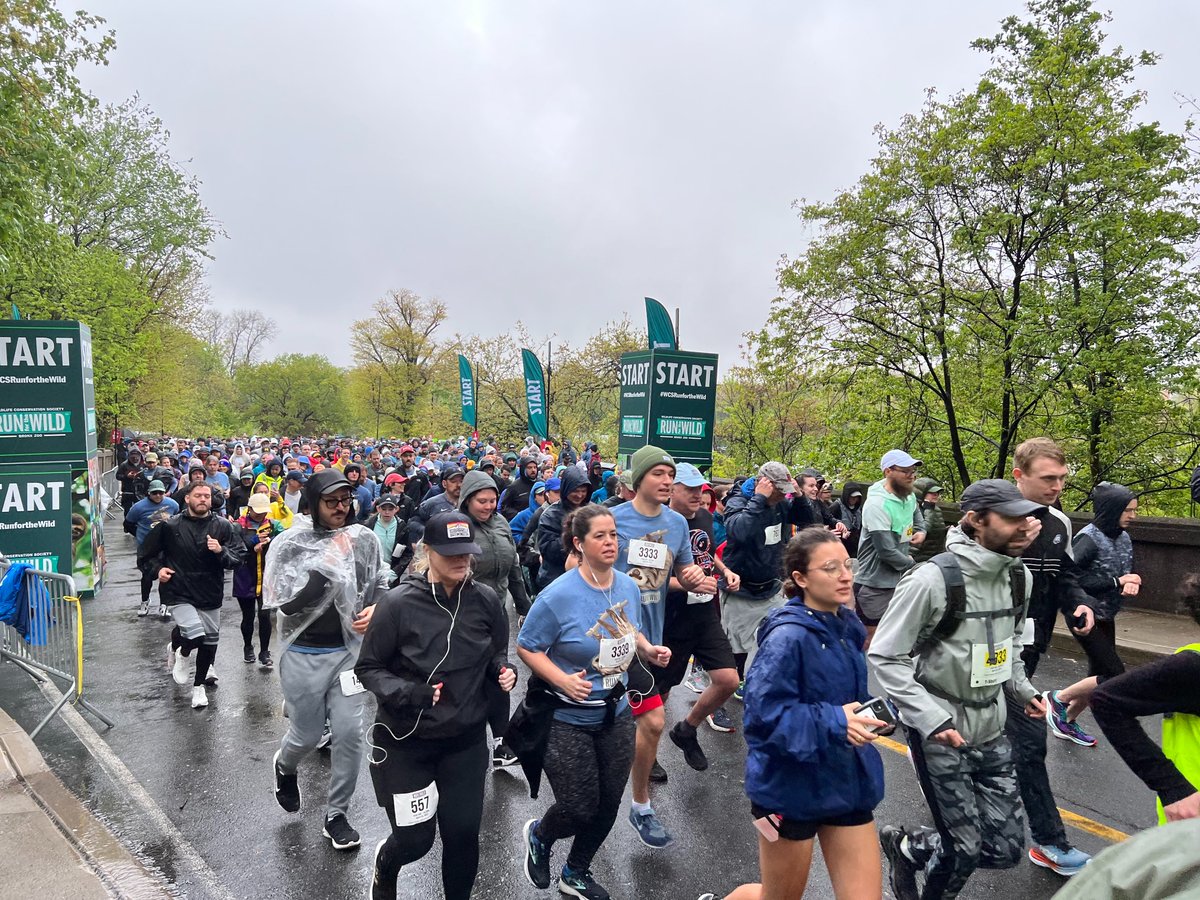 TheWCS's tweet photo. @julielmaher .@JimBreheny, Director of @BronxZoo, thanking runners who've come out to make tracks for sloths.
And they're off! #WCSRunForTheWild https://t.co/lcHyOyeCbV