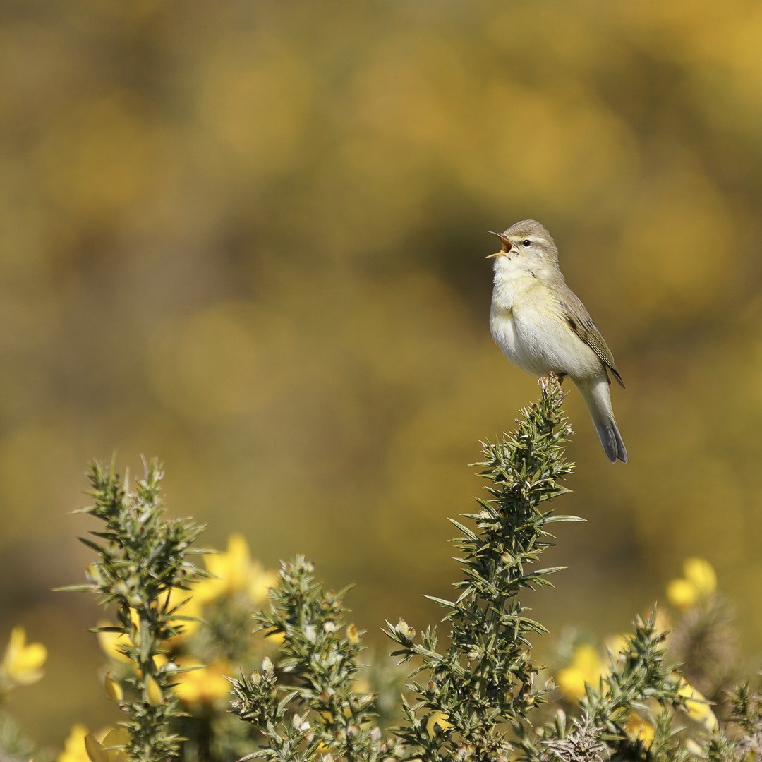 GoodwillJason's tweet photo. Willow warbler giving it everything 
#willowwarbler #forestofbowland #birdphotography https://t.co/VRRO65IsC4