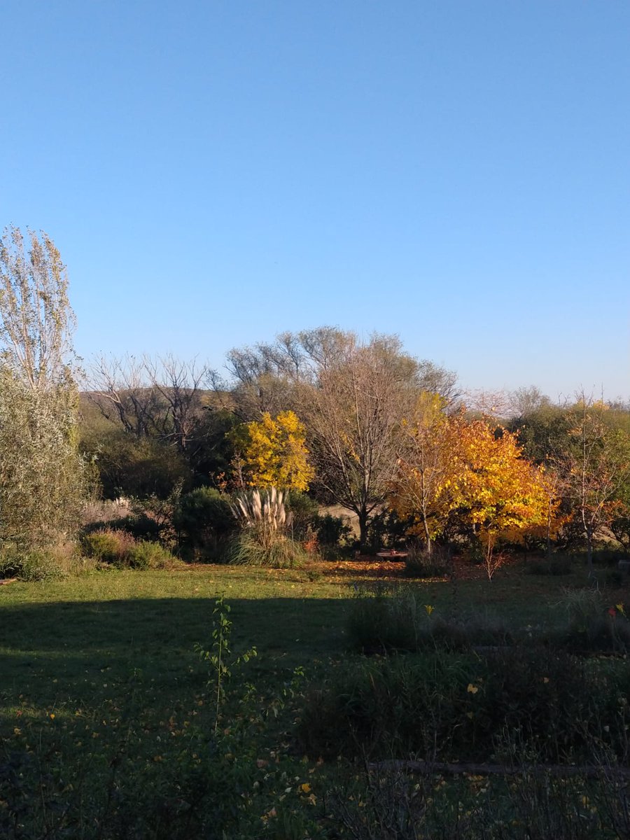 vientonortesa's tweet photo. No seremos #Traful, ni #ElMaiten, pero tenemos nuestros colores también ehhhhh !
#OtoñoEnLaSerrana
#Tandil https://t.co/qqmaLeR33e