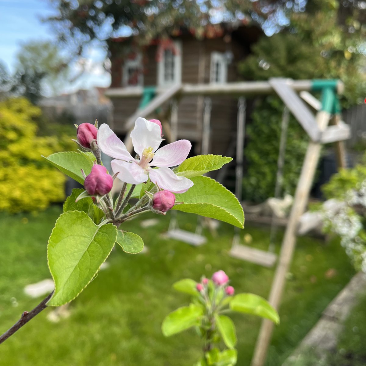 parkeslife's tweet photo. Tiny apple tree seeks pollinator for lasting relationship that will hopefully lead to offspring. https://t.co/uslX861JRa
