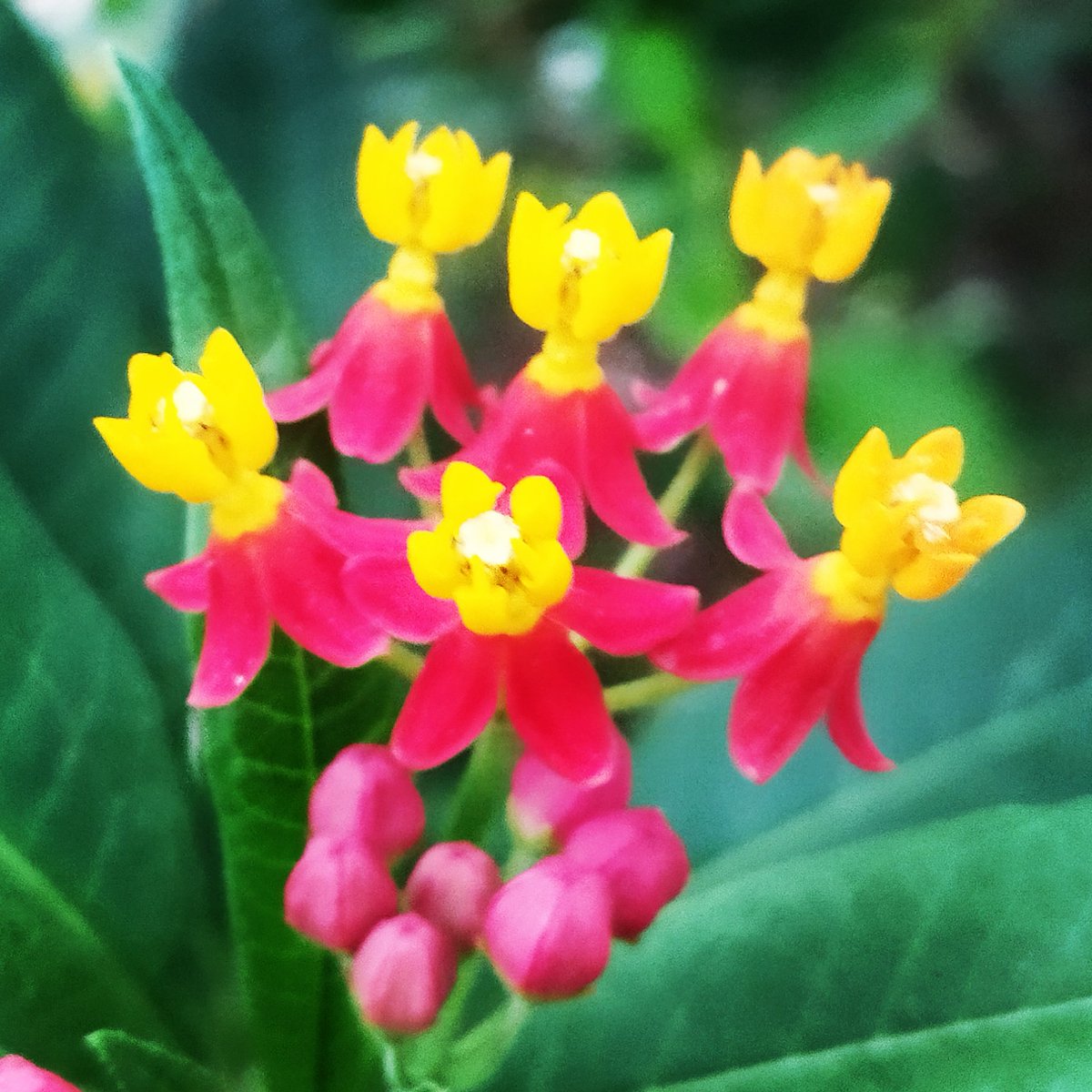 AjaySontu's tweet photo. Nature
#discovery #history #google #photography #photographer #mobilephotography #myincrediblestory #netgeo #incredibleindia #earth #travel #flower #flowers #colorful #biodiversity #nature #tourism #image #magazine #imagination #india https://t.co/N2vLHpSvNW