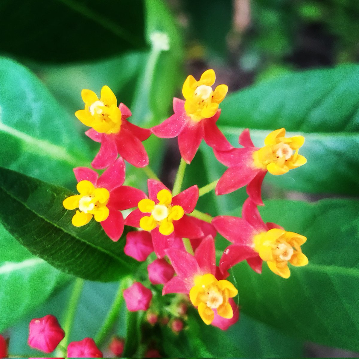 AjaySontu's tweet photo. Nature
#discovery #history #google #photography #photographer #mobilephotography #myincrediblestory #netgeo #incredibleindia #earth #travel #flower #flowers #colorful #biodiversity #nature #tourism #image #magazine #imagination #india https://t.co/N2vLHpSvNW