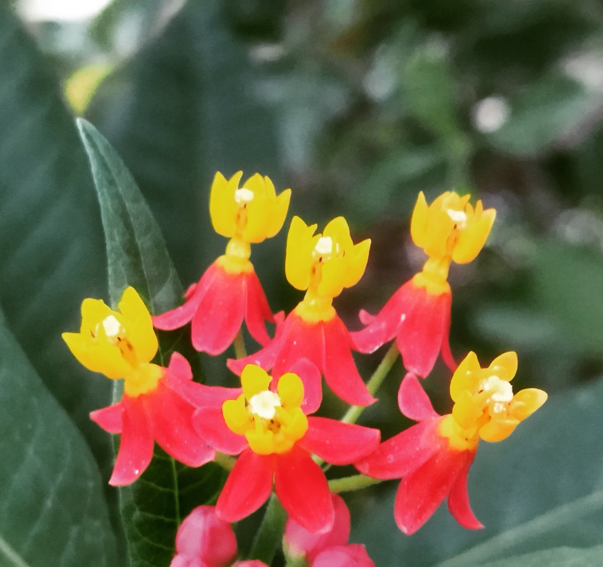 AjaySontu's tweet photo. Nature
#discovery #history #google #photography #photographer #mobilephotography #myincrediblestory #netgeo #incredibleindia #earth #travel #flower #flowers #colorful #biodiversity #nature #tourism #image #magazine #imagination #india https://t.co/N2vLHpSvNW