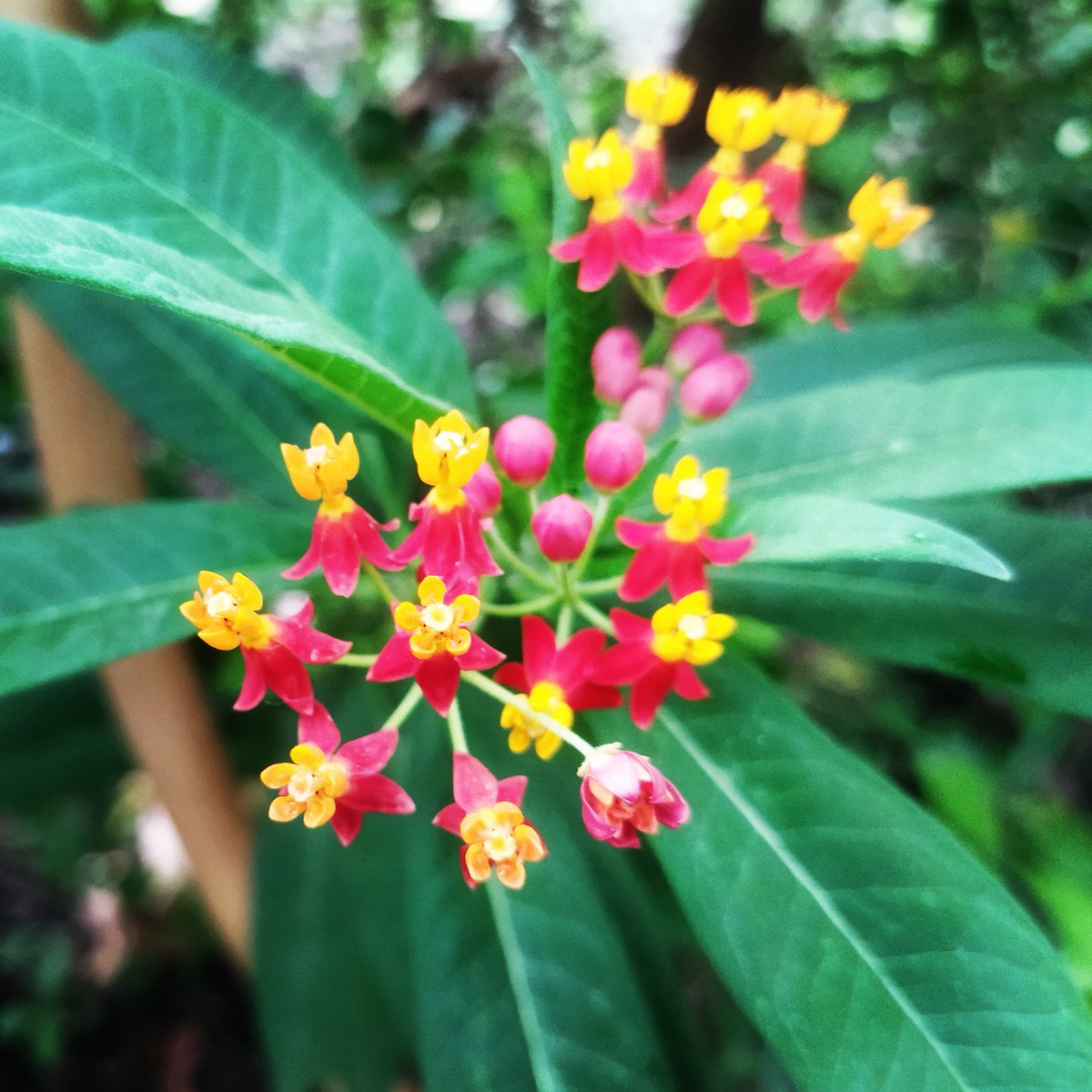 AjaySontu's tweet photo. Nature
#discovery #history #google #photography #photographer #mobilephotography #myincrediblestory #netgeo #incredibleindia #earth #travel #flower #flowers #colorful #biodiversity #nature #tourism #image #magazine #imagination #india https://t.co/N2vLHpSvNW