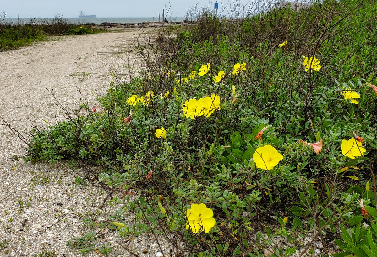 East Beach, Galveston. I'm ready to be out exploring again! #texastodo #texasgulfcoast #texas #beach #galveston #dunes #beachflowers #flowers #yellow