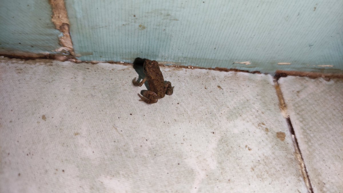 在老家蹲坑，忽然脚边跳出一只小可爱