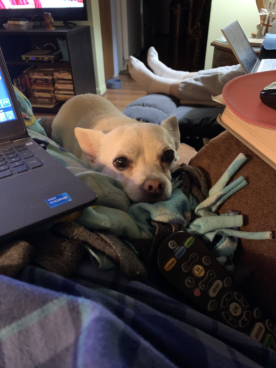 terieb's tweet photo. @ThatKevinSmith So sorry.  I lost the love of my life last Friday and you're right, we don't own them they own us https://t.co/3EwuS6XuHi
